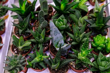 Çiçek saksılarındaki birçok farklı kaktüs, çiçekçi dükkanlarında satılıyor. Bahçe merkezi