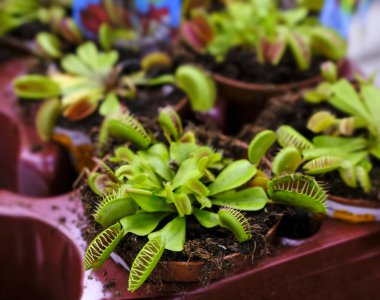 Yırtıcı bitki Dionea Venüs sinek kapanı çiçek pazarında satılık, yakın plan, seçici odaklanma