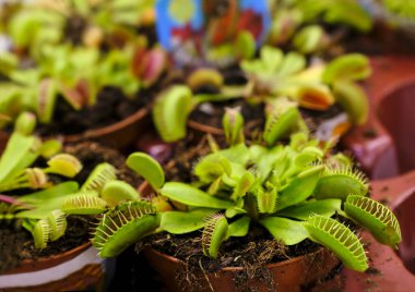 Yırtıcı bitki Dionea Venüs sinek kapanı çiçek pazarında satılık, yakın plan, seçici odaklanma