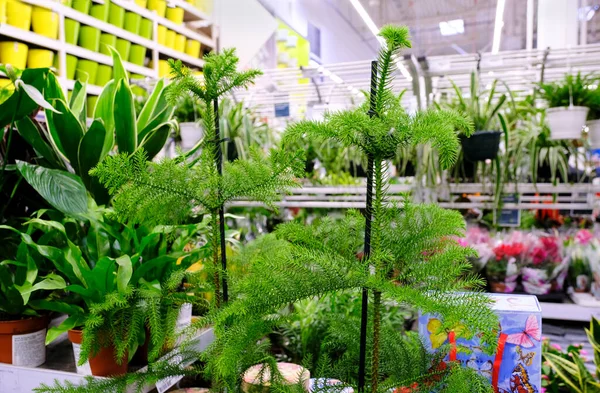 Araucaria Plant Eladó Virágcserép Boltban Kiválasztása Növények Ház — Stock Fotó