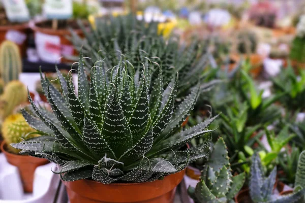 Aloe Aristata Vagyok Eladásra Szánt Virágpiaci Növény — Stock Fotó