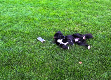 Civarında Covid-19 Coronavirus bulunursa diye sahibinin hazırladığı tıbbi maske takmış küçük bir köpek..