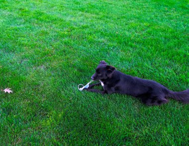 Civarında Covid-19 Coronavirus bulunursa diye sahibinin hazırladığı tıbbi maske takmış küçük bir köpek..