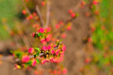 Kırmızı çiçekli ve yeşil yapraklı güzel bahar çiçekleri. Bahar çiçekleri kavramı. Seçici yumuşak odak.