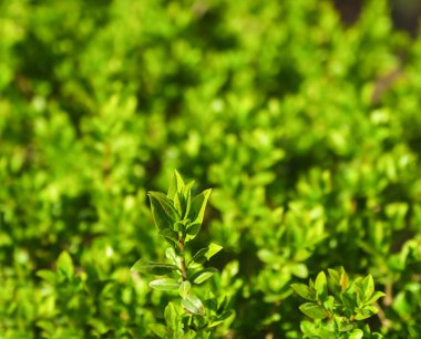 Çay çiftliği. Çiftlikteki çaydanlıkların yaprakları yakın plantasyonda. Yumuşak seçici odak