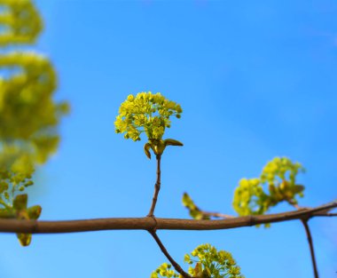 Baharda dallarda yeşil tomurcuklar. Bahar zamanı doğa ve çiçek açar. Bokeh mavi arkaplanı.