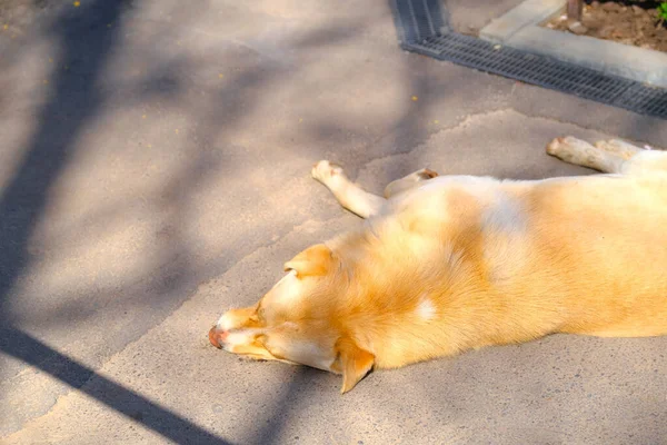 Homeless red dog lies alone on the sidewalk in the sun — Stock Photo, Image