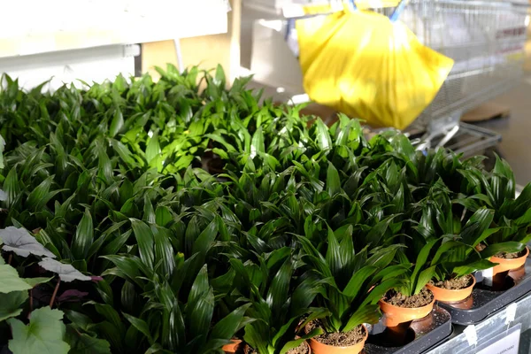 Sorok Dracaena Compacta Növények Eladó Egy Kerti Boltban — Stock Fotó