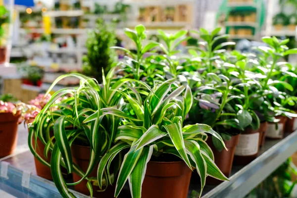 Eladó Cserepes Chlorophytum Comosum Növény Sor Kerti Boltban — Stock Fotó