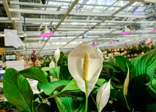 Során Cserepes Spathiphyllum Növény Eladó Kerti Boltban — Stock Fotó