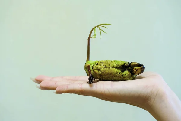 Groene spruit van mangozaden in een vrouwelijke hand Rechtenvrije Stockafbeeldingen