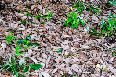 Ormanda düşen bir yaprak tabakası.