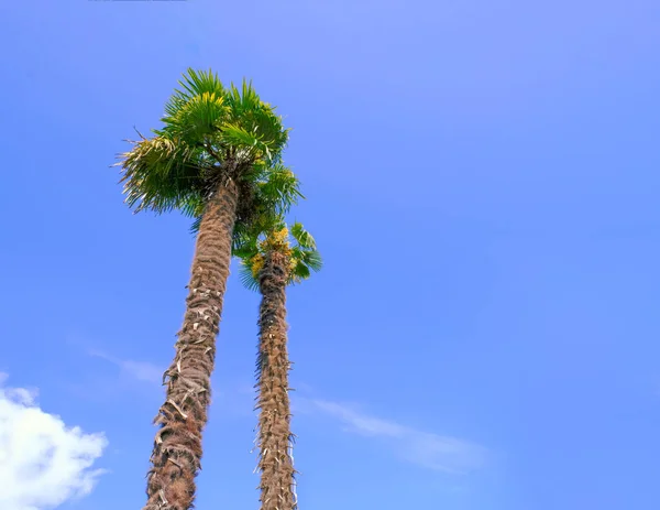 Vista Inferior Palmas Altas Erguendo Contra Fundo Céu Azul Nuvens — Fotografia de Stock