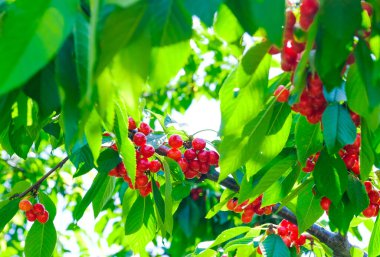 Yazın başında kiraz ağacından sarkan olgun kirazlar.