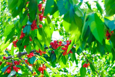 Yazın başında kiraz ağacından sarkan olgun kirazlar.