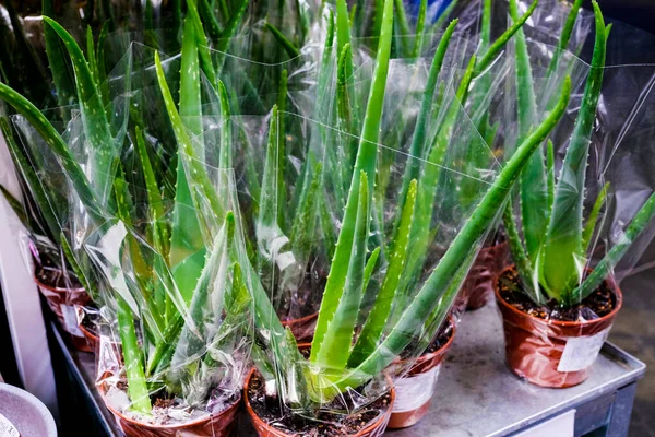 Το φυτό αλόη Βέρα πωλείται σε γλάστρα. Κλείσιμο, επιλεκτική εστίαση — Φωτογραφία Αρχείου