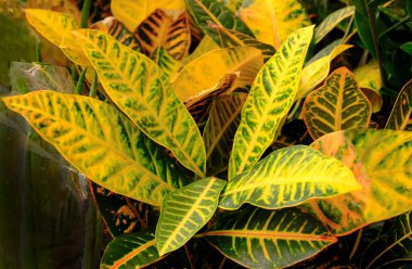Codiaeum variegatum ya da Croton, Variegated Laurel, Garden Croton, Orange Jessamine bir saksıda satılıktır. Egzotik botanik yeşil bitkiler
