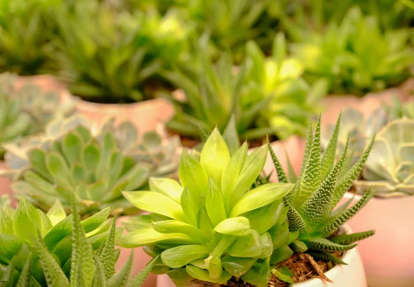 Kaktusz Zamatos Gyümölcsök Keveréke Egy Virágcserépben Eladásra Boltban Házi Növénytermesztés — Stock Fotó