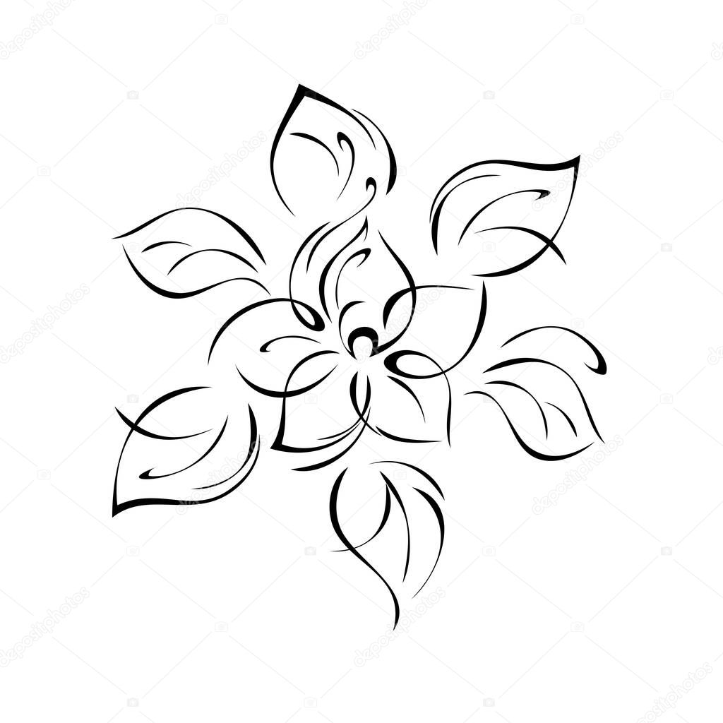 blooming flower with large petals with leaves in black lines on a white background