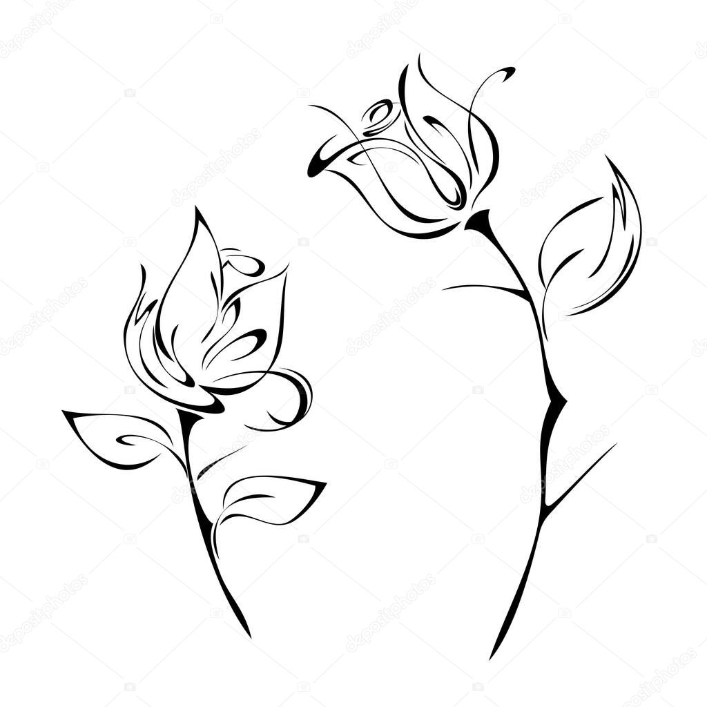two separate rose flowers on stems with thorns and leaflets in black lines on a white background