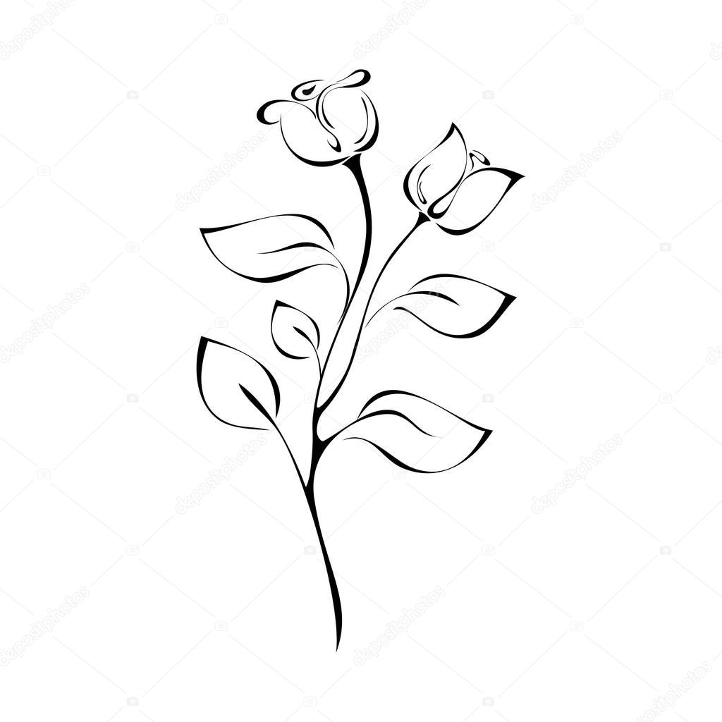 twig with two rosebuds with leaves in black lines on a white background