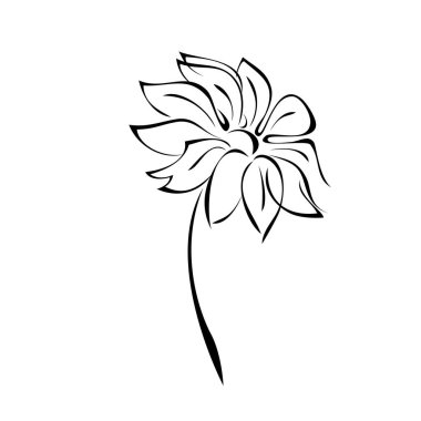 Beyaz arka planda siyah çizgiler içinde yaprakları olmayan kısa saplı bir çiçek.