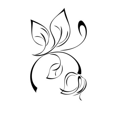 Yaprakları olan kıvrımlı bir sapta Bud ve beyaz arkaplanda siyah çizgiler halinde kıvrılır.