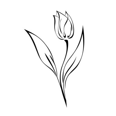 Beyaz arka planda siyah çizgileri olan bir Lale Bud.