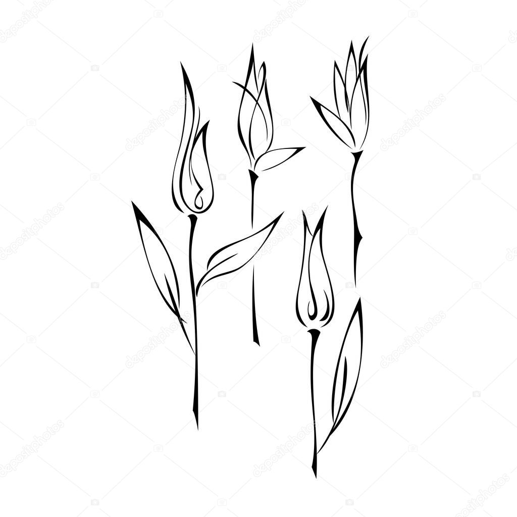 stylized flower buds on stems with leaves in black lines on a white background. set