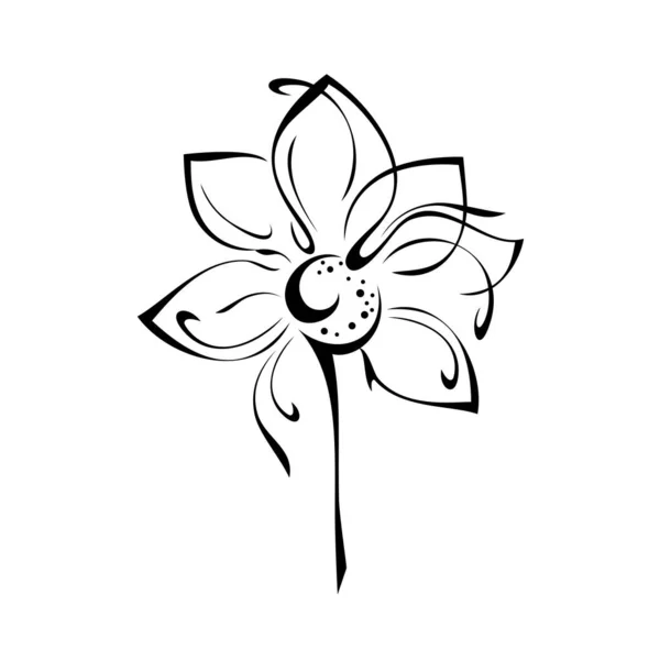 白い背景の黒い線に葉のない短い茎に花を咲かせ — ストックベクタ