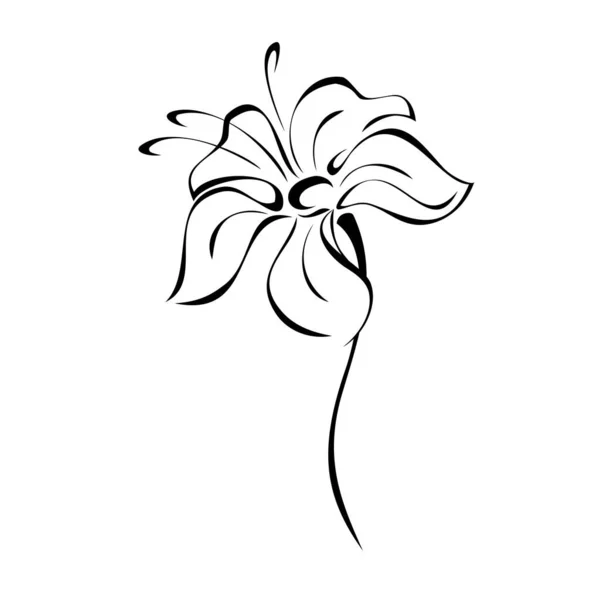 Один Стилизованный Цветущий Цветок Коротком Стебле Листьев Черных Линиях Белом — стоковый вектор
