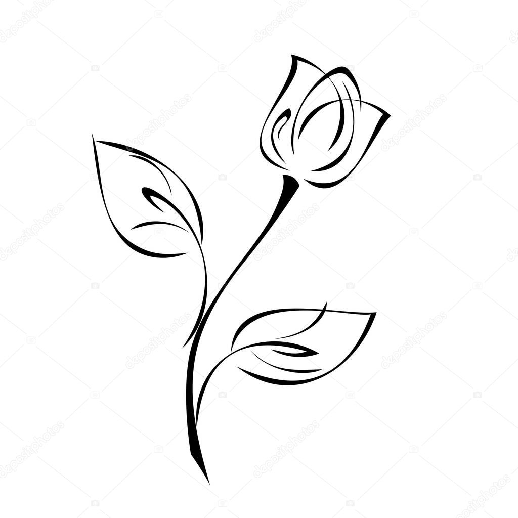 one Tulip Bud on a stem with leaves in black lines on white background