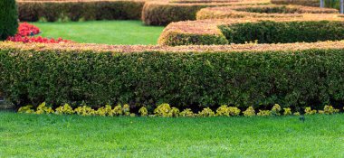 Parktaki doğal peyzaj. Düzgün budanmış bir çit..
