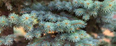 Mavi ladin ağacı yakın plan. Noel arkaplanı. Seçici odak