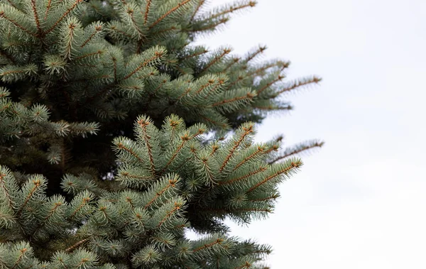 青いトウヒの木を閉じる クリスマスの背景 選択的焦点 — ストック写真