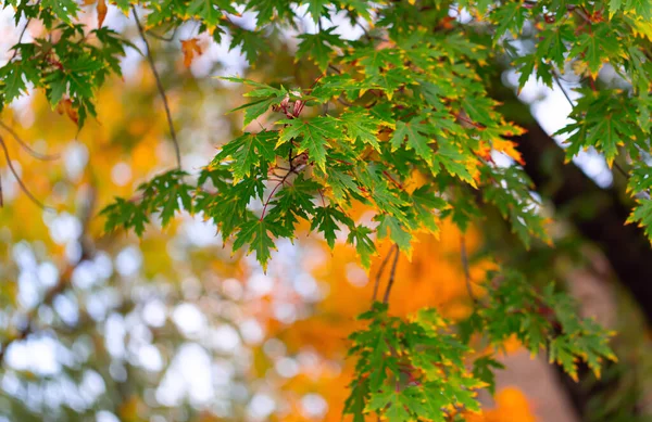 Ahorngrüne Blätter Mit Gelben Adern Herbstpark Selektiver Fokus — Stockfoto