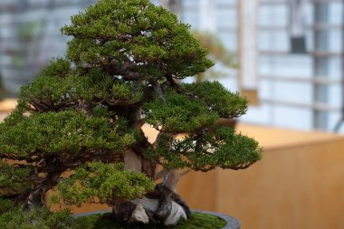 bir saksıyı eski bir bonsai ağacı yakın çekim