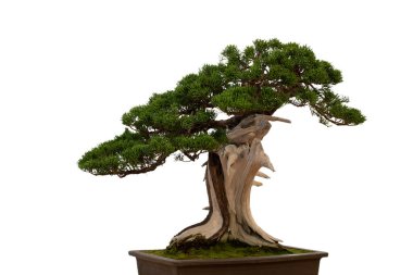Seramik saksıdaki Bonsai ağacı beyaz arka planda izole edilmiş. Japon ağacı ve süs bitkisi