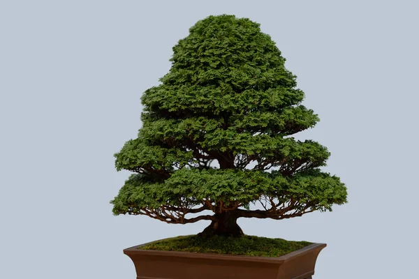 Albero Bonsai Vaso Fiori Ceramica Isolato Sfondo Bianco Albero Giapponese — Foto Stock