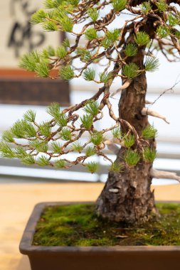 Bonsai yakın plan. Küçük çiçekli çam bitkisi ya da Japon karakterlerinin bulanık arka planında çiçek saksısında beyaz Japon çamı.