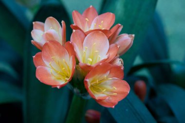 Yakın plan çiçekleri olan Clivia miniata