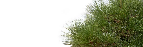 Sluiten Van Een Oude Bonsai Boom Witte Lege Muur Begrepen — Stockfoto