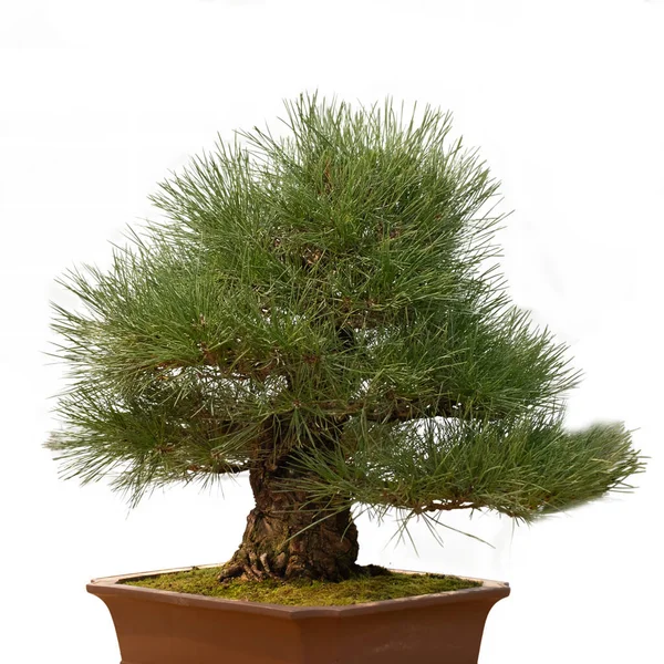 Albero Bonsai Vaso Fiori Ceramica Isolato Sfondo Bianco Albero Giapponese — Foto Stock