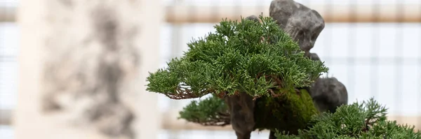 Primo Piano Bonsai Una Pianta Ginepro Cinese Miniatura Cresce Una — Foto Stock
