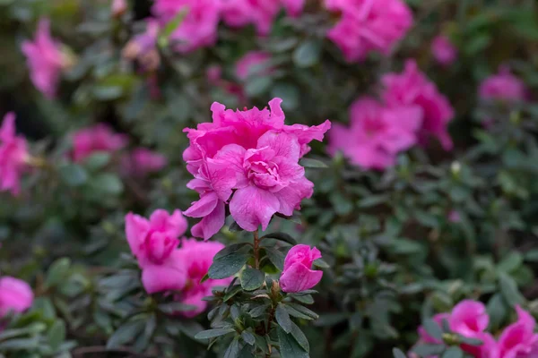 Azaleen Sträucher Mit Rosa Blüten Bokeh Selektiver Fokus Natur Frühling — Stockfoto