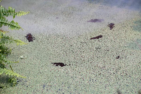 Duckweed Pond Surface Close Selective Focus — Fotografia de Stock