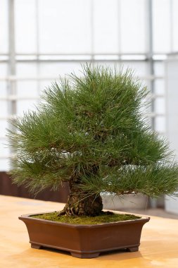 Beyaz arka planda seramik saksıda bonsai ağacı. Japon ağacı ve süs bitkisi