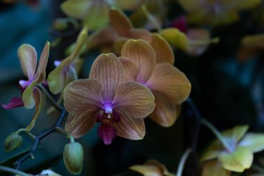 Bir sürü kremalı pembe orkide. Phalaenopsis orkidesi çiçek açar. Düğün davetiyeleri, bahçe dergileri, reklamlar ve diğer harika fikirler ve kavramlar için çok güzel.