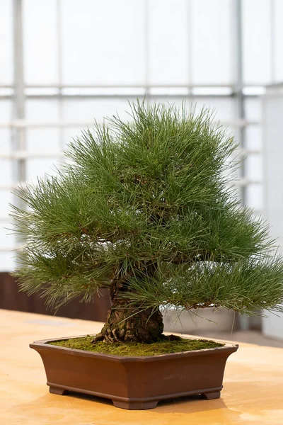 Bonsái Maceta Cerámica Sobre Fondo Blanco Árbol Japonés Planta Ornamental — Foto de Stock