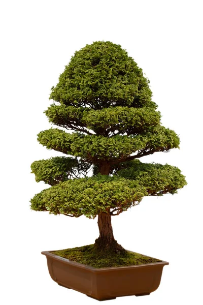 Albero Bonsai Vaso Fiori Ceramica Isolato Sfondo Bianco Albero Giapponese — Foto Stock